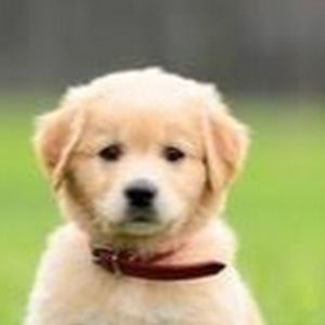 Meet your Posher, Hazel